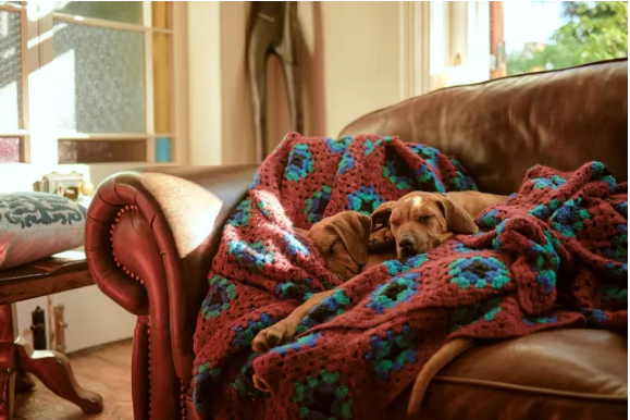 Dog warmly wrapped in a cozy blanket during winter